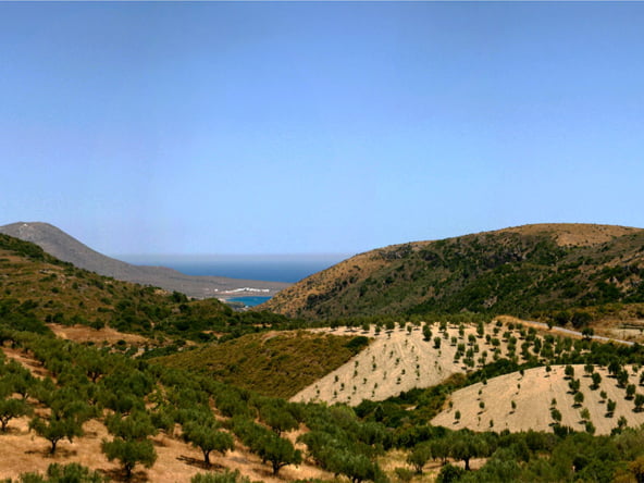 Φυσικές περιοχές Κυθήρων Ελαιώνες