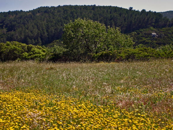 Gerakari forest 16 Φυσικές περιοχές Κυθήρων Γερακάρι
