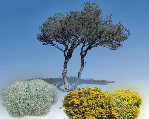 Ημίθαμνοι Κύθηρα