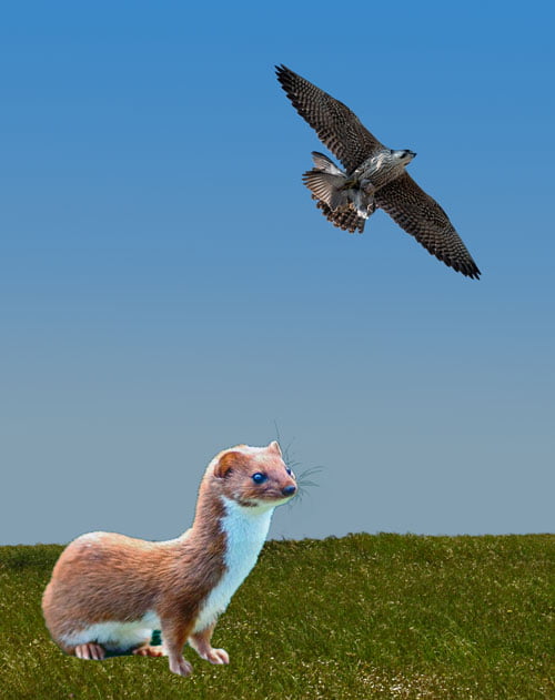 Πανίδα Κύθηρα