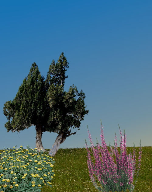Flora e fauna di Citera 2 Flora di Citera