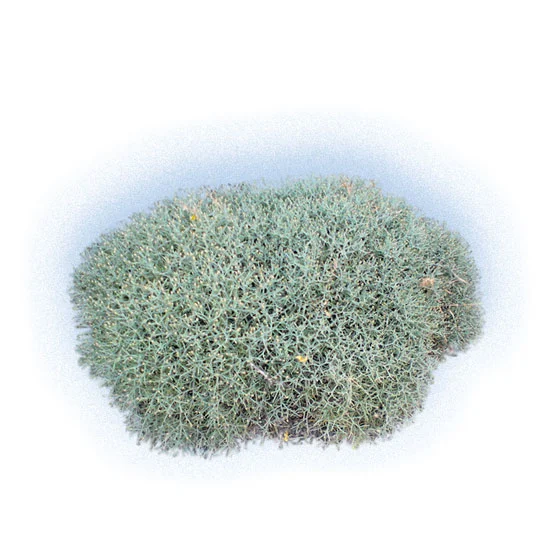 Kythira Semi shrubs 5 Astoivi