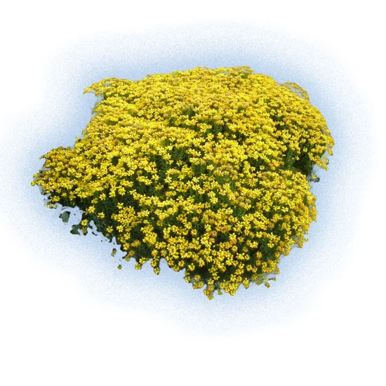 Kythira Semi shrubs 8 Glenitsa