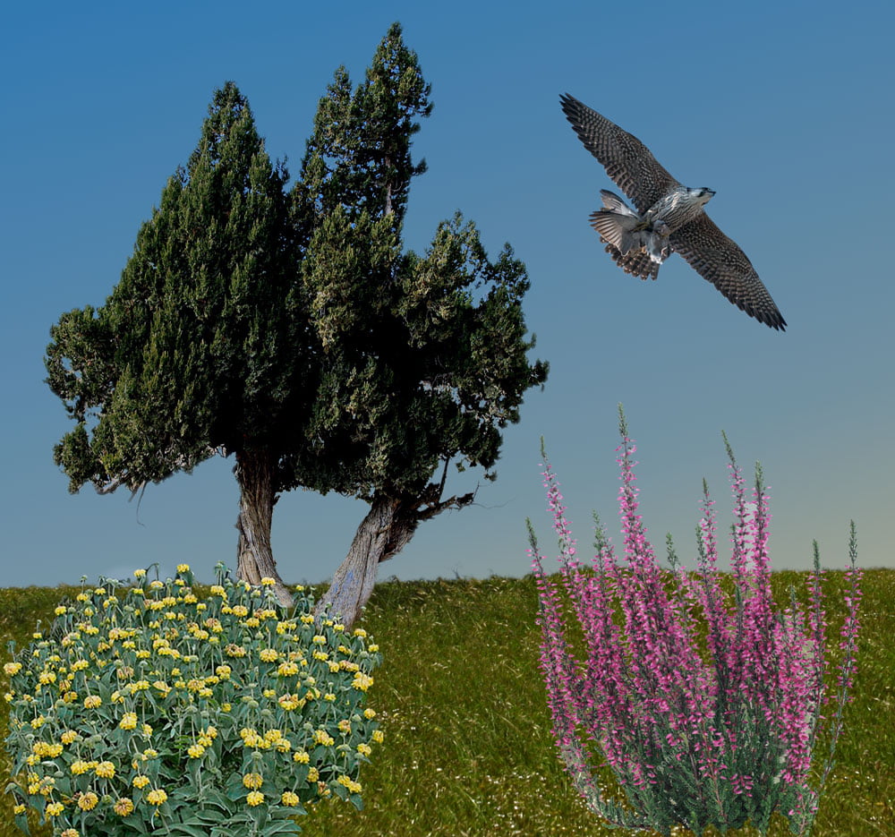 Uccelli migratori a Citera 2 Χλωρίδα Κυθήρων