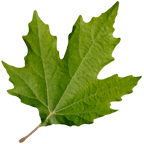 mylopotamos favicon 144